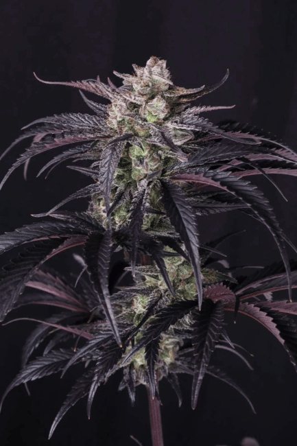 Strawberry Gorilla RF3 Auto Feminisiert Saatgut-FB-STGORF3-AUTO-FEM