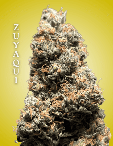 Buy Zuyaqui Clones Online | High-Quality Seeds from Seedsman