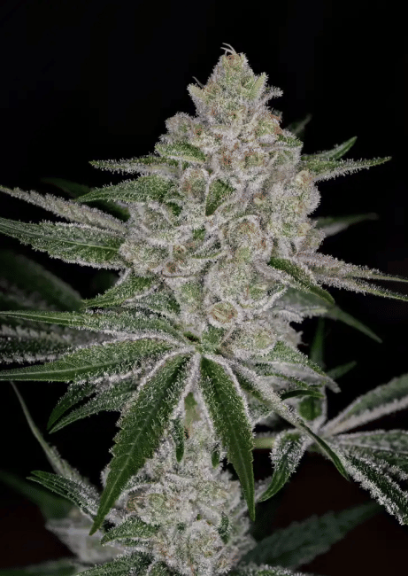 Shishka Lemonade феминизирани семена-GH-SHLE-FEM