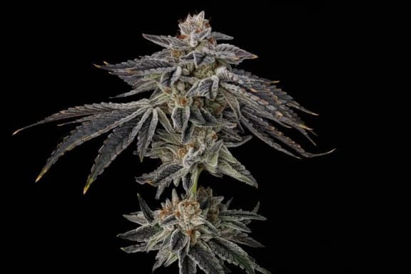 Purple Ink Feminized Seeds-UMSC-PUIN-FEM