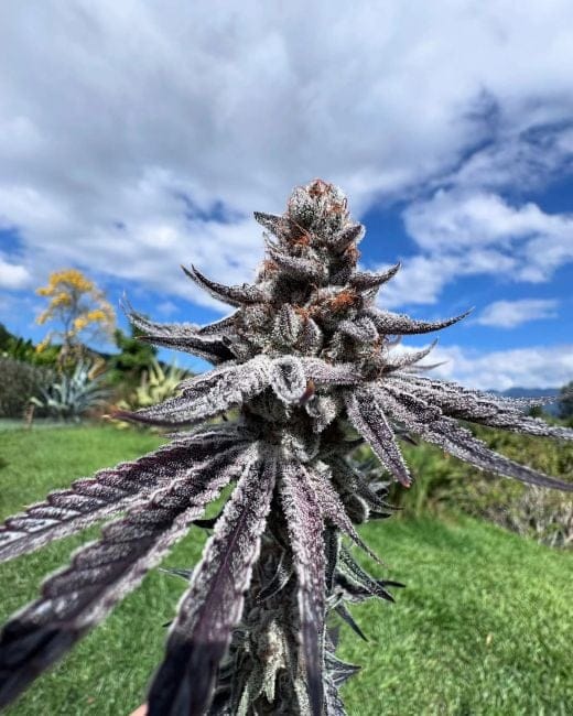 Purple Ink Feminized Seeds-UMSC-PUIN-FEM