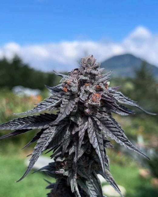 Purple Ink Feminized Seeds-UMSC-PUIN-FEM