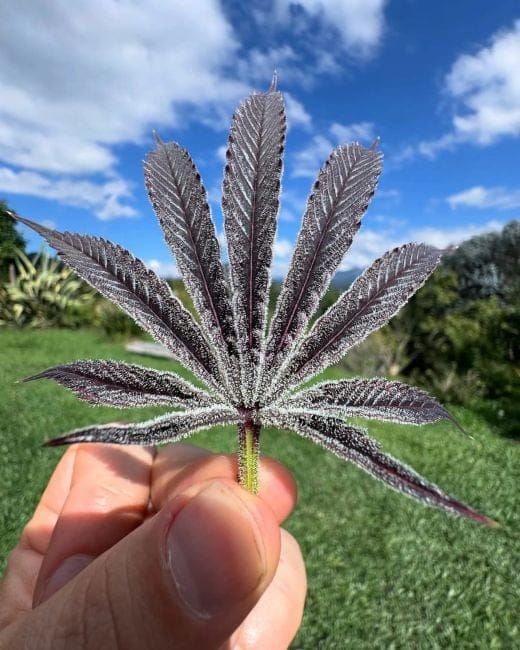 Purple Ink Feminized Seeds-UMSC-PUIN-FEM