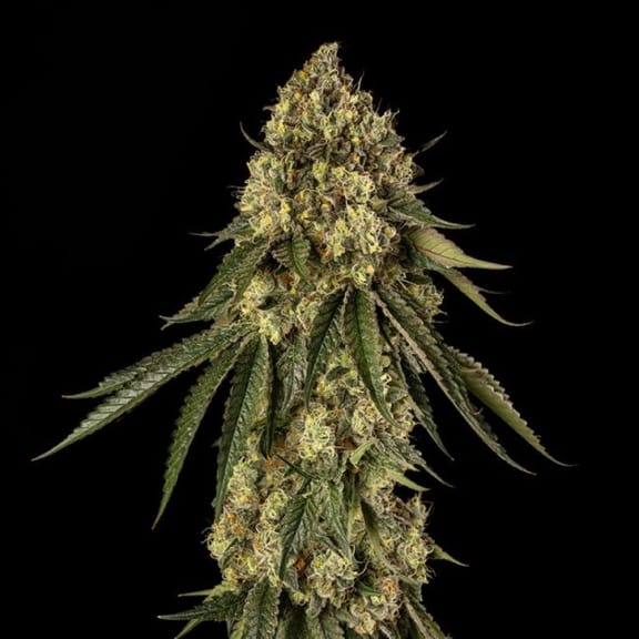 B-52 Feminised Seeds-SIL-B52-FEM