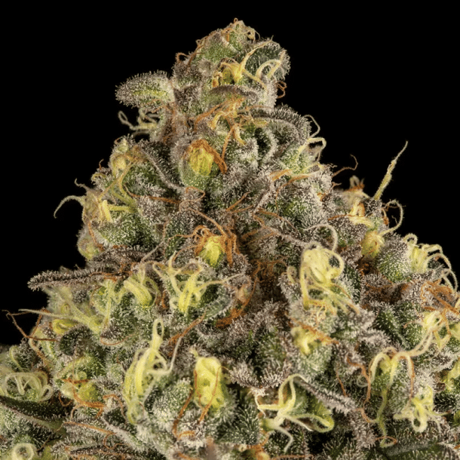 B-52 феминизирани семена-SIL-B52-FEM