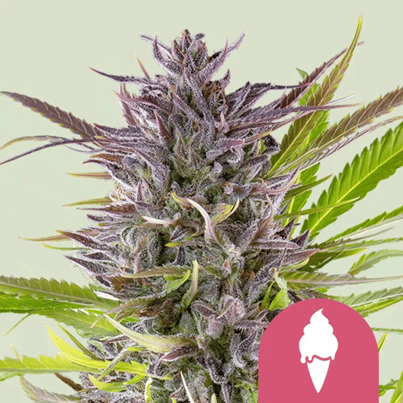 Green Gelato Feminised Seeds-RQS-GG-FEM