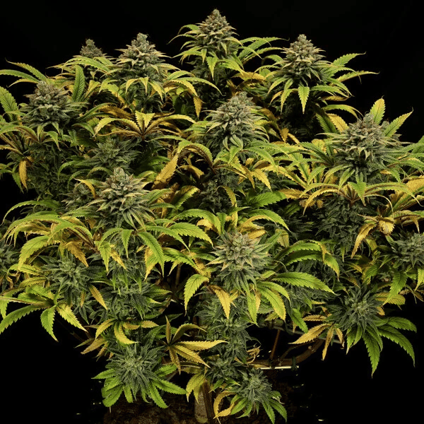 Green Gelato Feminised Seeds-RQS-GG-FEM