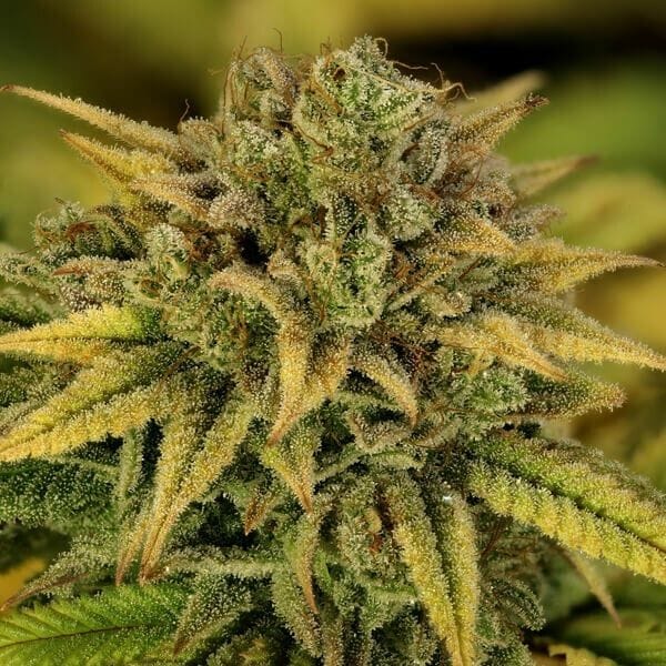 Green Gelato Feminised Seeds-RQS-GG-FEM