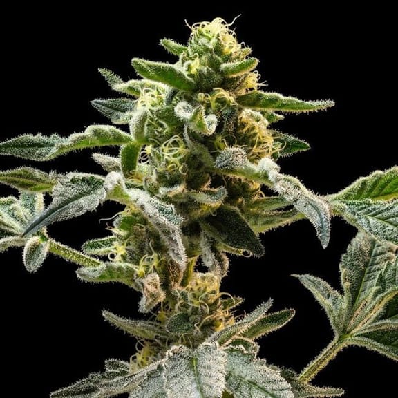 Sherbanger Feminised Seeds-SMAN-SHER-FEM