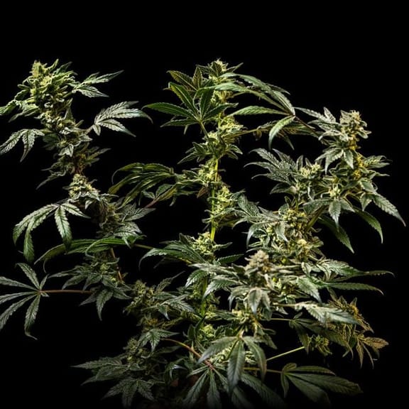 Sherbanger Feminised Seeds-SMAN-SHER-FEM