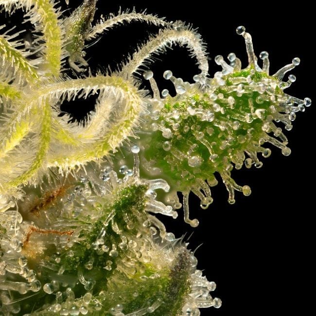 Sherbanger Feminized Seeds-SMAN-SHER-FEM