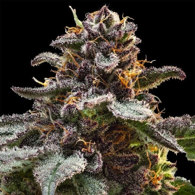 Jelly Cake Feminized Seeds-SMAN-JECA-FEM
