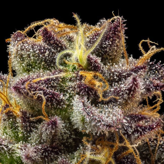 Jelly Cake Feminized Seeds-SMAN-JECA-FEM
