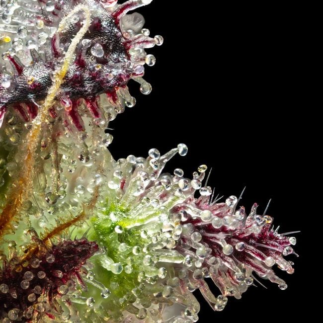 Jelly Cake Feminized Seeds-SMAN-JECA-FEM