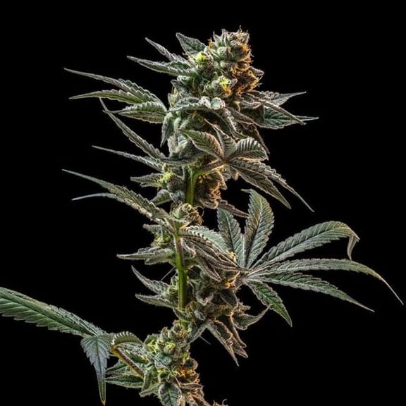 Gush Mintz Feminised Seeds-SMAN-GUMI-FEM