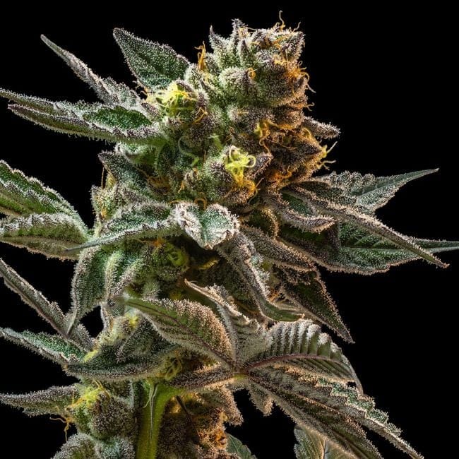 Gush Mintz Feminised Seeds-SMAN-GUMI-FEM