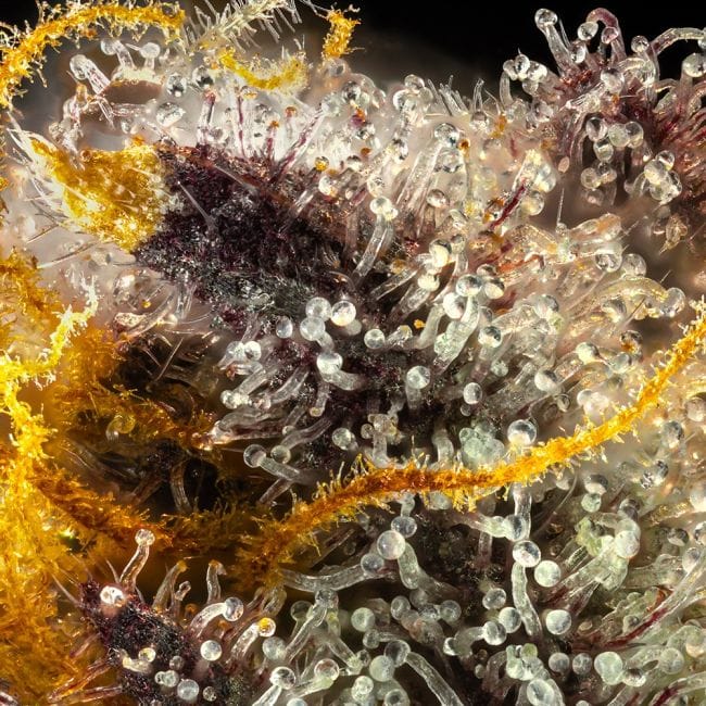 Gush Mintz Feminised Seeds-SMAN-GUMI-FEM