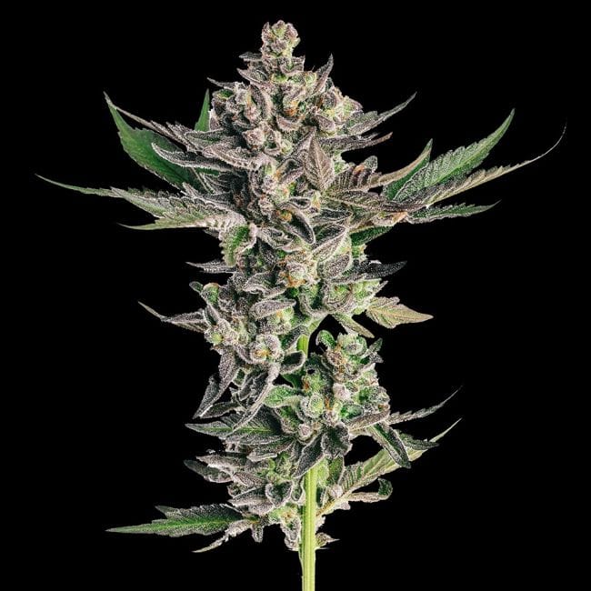 Grapes & Cream феминизирани семена-SMAN-GRAP-FEM