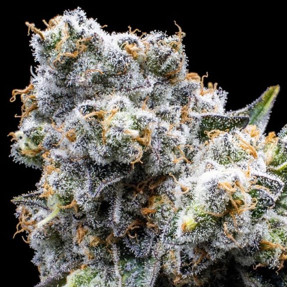 Grapes & Cream Feminised Seeds-SMAN-GRAP-FEM