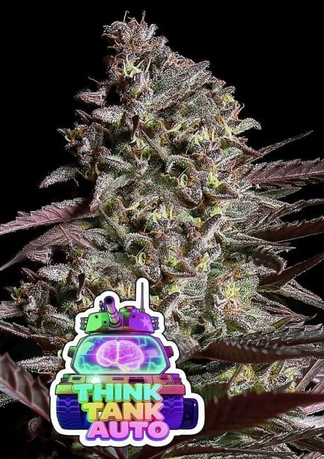 Think Tank Auto Feminised Seeds-ANES-THTA-AUTO-FEM