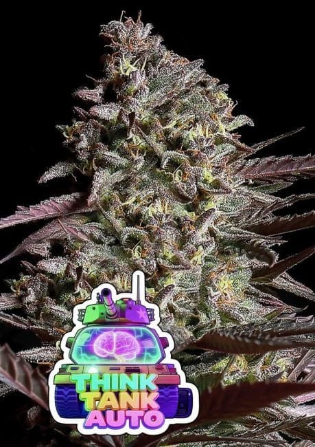 Think Tank Auto Feminised Seeds-ANES-THTA-AUTO-FEM