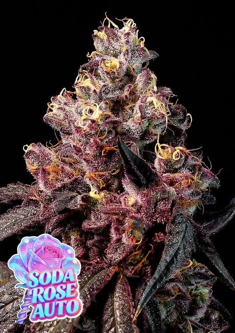 Soda Rose Auto Feminised Seeds-ANES-SORO-AUTO-FEM