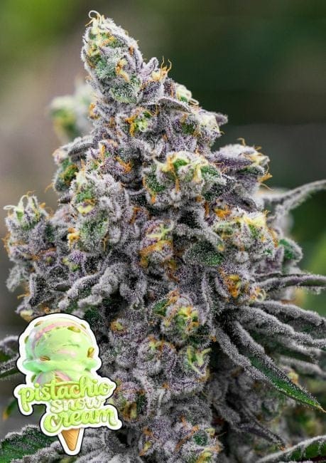 Pistachio Snow Cream Feminised Seeds-ANES-PISC-FEM