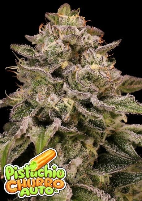 Pistachio Churro Auto Feminised Seeds-ANES-PICH-AUTO-FEM