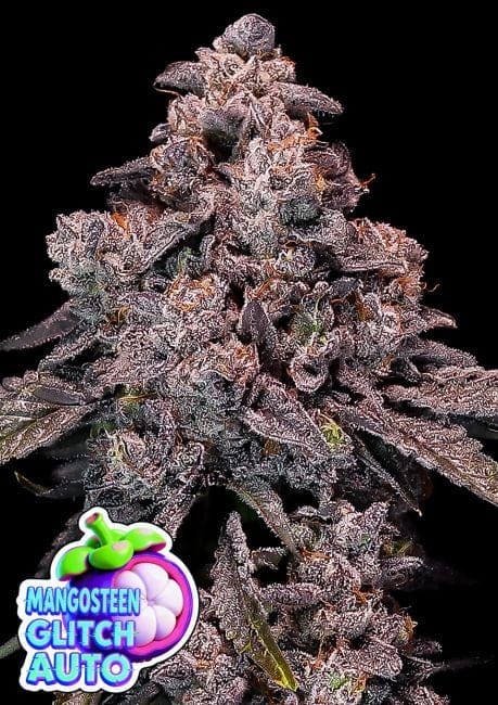 Mangosteen Glitch Auto Feminised Seeds-ANES-MAGL-AUTO-FEM