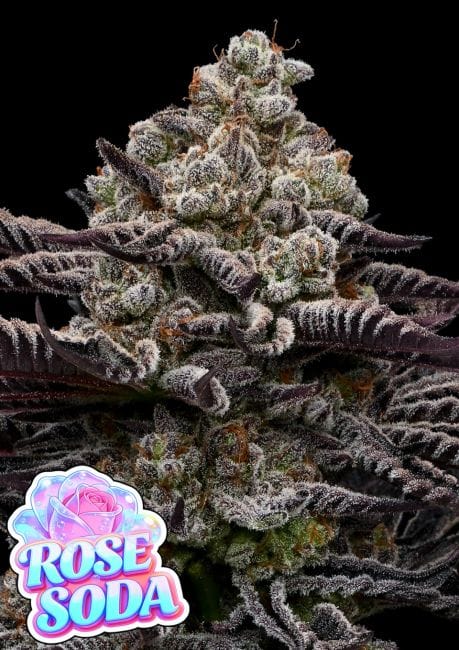 Rose Soda Feminisiert Saatgut-ANES-ROSO-FEM