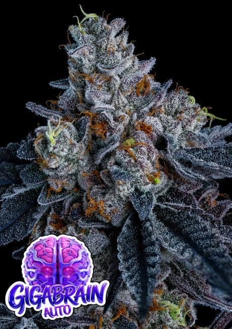 Giga Brain Auto Feminised Seeds-ANES-GIBR-AUTO-FEM
