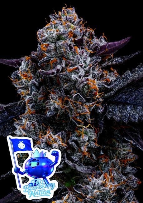 Free Blueberry Nation Feminised Seeds-ANES-FRBN-FEM