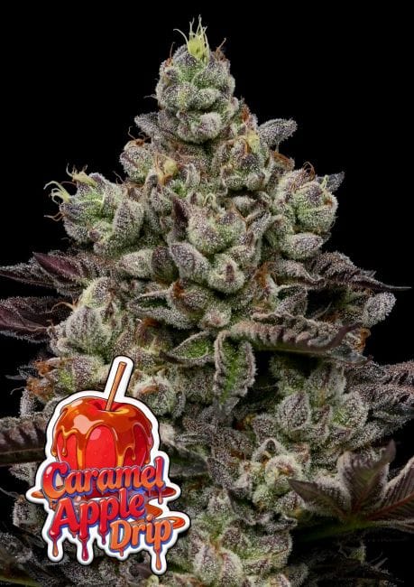 Caramel Apple Drip Feminisiert Saatgut-ANES-CAAD-FEM