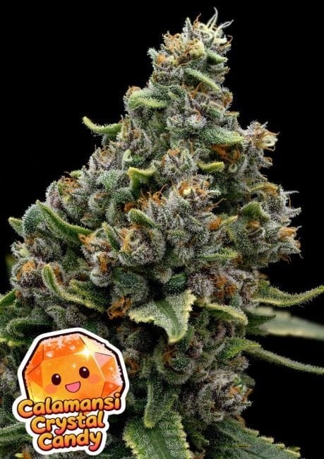 Calamansi Crystal Candy Feminisiert-ANES-CACC-FEM