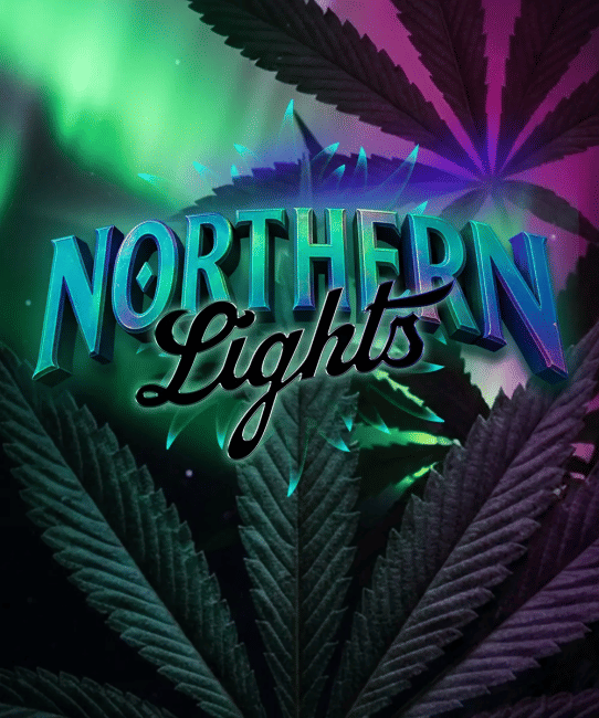 Northern Lights Feminized Seeds-BFS-NOLI-FEM