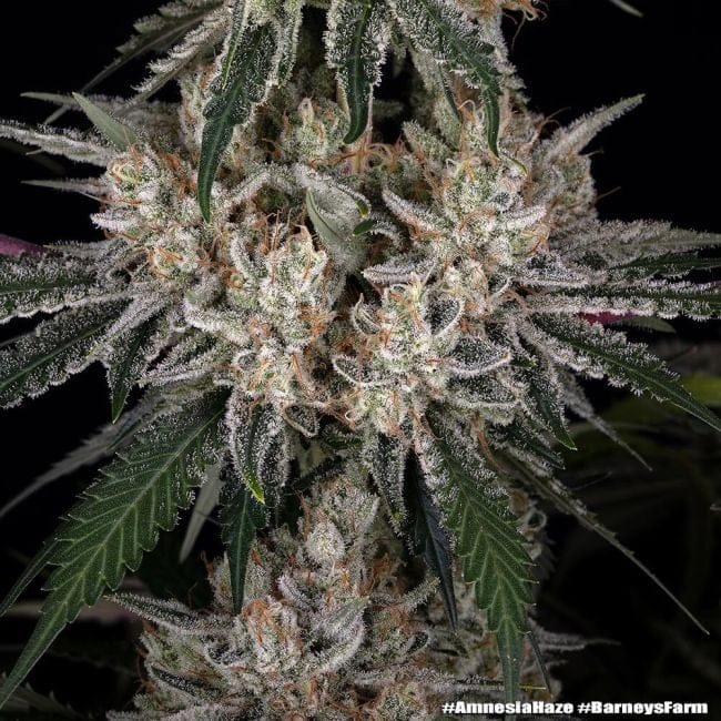 Amnesia Haze феминизирани семена-BFS-AMHA-FEM