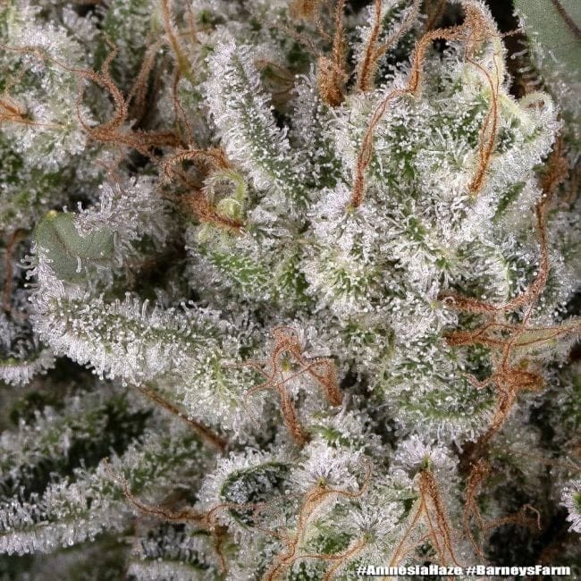 Amnesia Haze феминизирани семена-BFS-AMHA-FEM