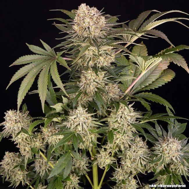 AK47 феминизирани семена-BFS-AK47-FEM