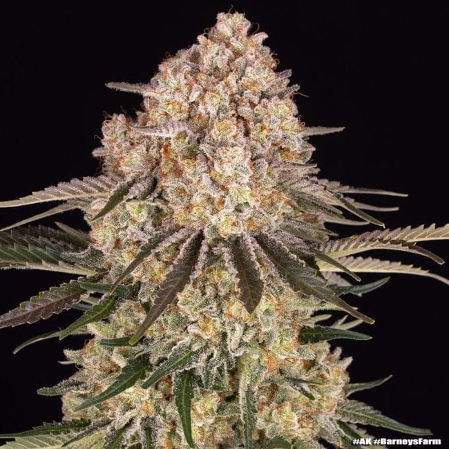 AK47 феминизирани семена-BFS-AK47-FEM