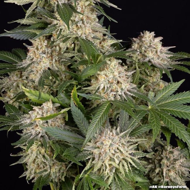AK47 феминизирани семена-BFS-AK47-FEM