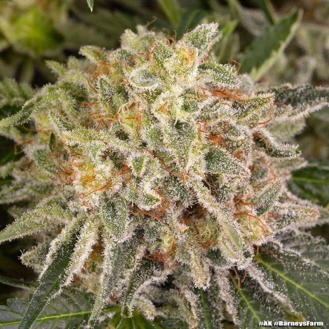 AK47 феминизирани семена-BFS-AK47-FEM