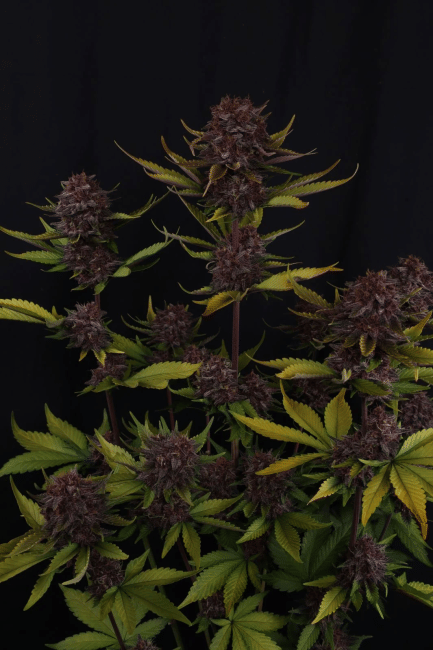 Purple Lemonade RF3 Auto Feminised Seeds-FB-PULERF3-AUTO-FEM
