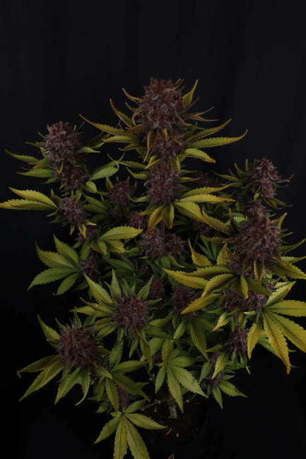 Purple Lemonade RF3 Auto Feminised Seeds-FB-PULERF3-AUTO-FEM