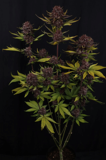 Purple Lemonade RF3 Auto Feminised Seeds-FB-PULERF3-AUTO-FEM