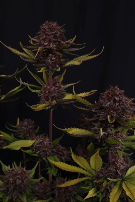 Purple Lemonade RF3 Auto Feminised Seeds-FB-PULERF3-AUTO-FEM