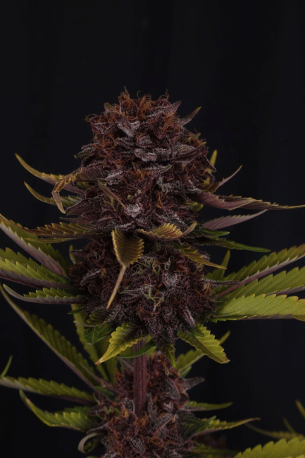 Purple Lemonade RF3 Auto Feminised Seeds-FB-PULERF3-AUTO-FEM