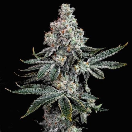 Grandpa's Cookies R2 V1 Feminized Seeds-ETHO-GRCOR2V1-FEM