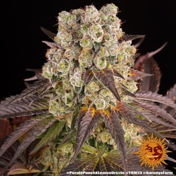 Purple Punch x Lemon Drizzle Feminised Seeds-BFS-PPLD-FEM