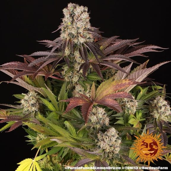 Purple Punch x Lemon Drizzle Feminised Seeds-BFS-PPLD-FEM