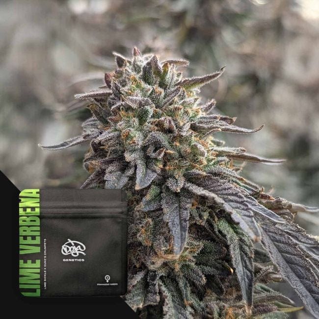 Lime Verbena Feminised Seeds-DOJ-LIVE-FEM